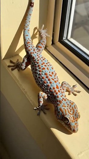 Tokay Gecko Screaming Compilation - gecko in the world #gecko #wildlife #petgecko #tokaygecko