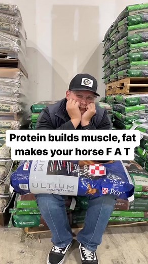 Muscle Building vs. Fat Gain for Horses | Equine Nutrition Tips