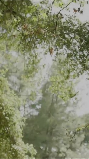 The Great Divide: Exploring Tinkerbell and the McClain Sisters