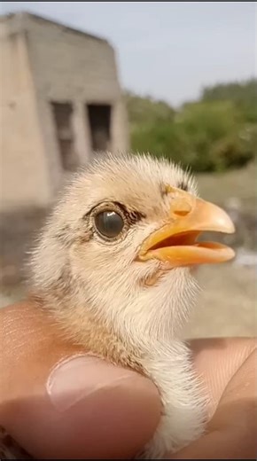 Tiny Yellow Chick Voice | Nature’s Sweetest Sound #BabyChick #CuteChicks #YellowChick #BirdSounds