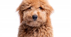 Sheepadoodle vs Goldendoodle: Which Doodle Is the Perfect Fit for Your Family?