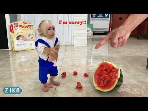 OMG!!! Baby monkey Zika wanted to eat watermelon and then...