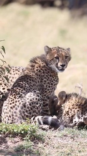309K views · 4.5K reactions | Cheetah mom feeding her cubs #reels2025 #animallover ##explore #beauty | Village life | Facebook