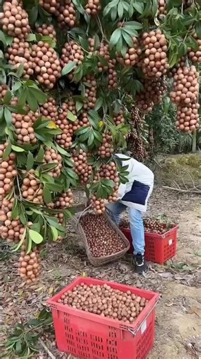 The World’s Most Expensive Nut!