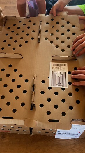 The Chicks Have Arrived! 🐣🐥 #excited #chicken #chicks #viralreelsシ | Mid Missouri Adventures