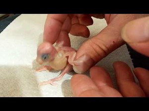 How to Put a Closed Band or Ring on a Baby Budgie