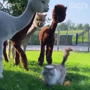 These alpacas are smitten with this kitten! | People