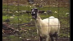 I Will Always Love You (Goat Edition)