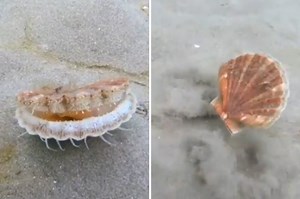 Scallops can move, and they’re shockingly fast