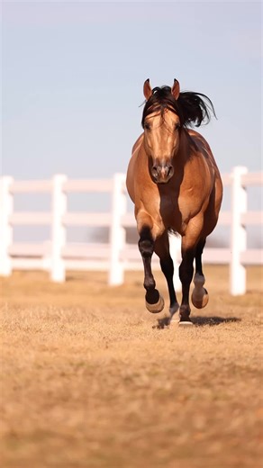 𝐒𝐚𝐟𝐞 𝐭𝐨 𝐬𝐚𝐲, 𝐇𝐞 𝐢𝐬 𝐛𝐢𝐠-𝐥𝐞𝐚𝐠𝐮𝐞 𝐪𝐮𝐚𝐥𝐢𝐭𝐲. 2021 Buckskin Stallion - Owned by Theorem Ranch Sired by 13 Million Dollar sire, Spooks Gotta Whiz out of the great mare, Shesouttayourleague (PE $1.6 Million) 6 Panel N/N Limited contracts available. Don’t miss your chance to join the big leagues! 📲 940-453-0003 💻 tmreining.com/outta-yur-league/ • • • #OuttaYurLeague #outtayurleaguestallion #reining #reiningstallion #reiningstud #reiningstuds #reiningstallions #cademccutcheon