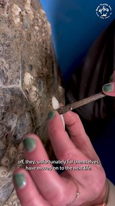 165K views · 2.3K reactions |  Answering Barnacle Removal Questions! Ya’ll loved out our barnacle removal video on sea turtles. Watch this video to get answers to commonly asked questions!  | Sea Turtle, Inc | Facebook