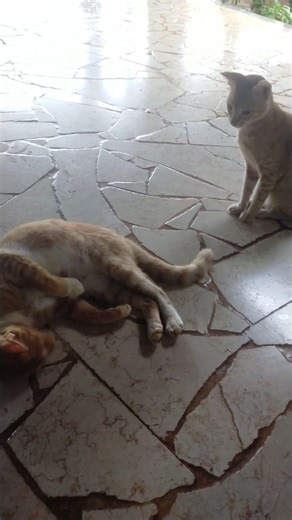 The Oyen Cat Twins who like to fight