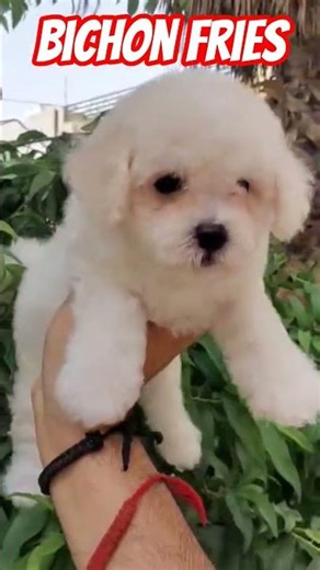 Low Price Dog Offer Limited Time ⏳ Dog Deal India | Bichon Fries