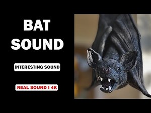 Real Bat Sounds | High Quality | Experience the Interesting Bat Sound! | 4K