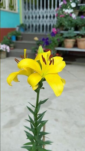 Lilium or asiatic lily #homegarden #gardening #flowers
