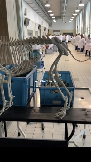 just like that my first year's already over ❤️‍🩹 - #vetschool #vetschoollife #vetmed #vetmedlife #uni #university #college #premed #veterinarymedicine #veterinarian #studytok #student #vetstudent #vettok #prevet #studentlife #recap