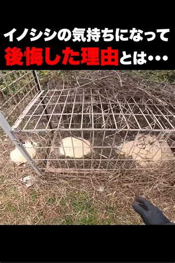箱罠に閉じ込められたイノシシの行動と後悔の理由とは｜ちーとん観察記録