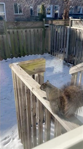 Allegedly the squirrel wants me to make him a Veal Parmagian sangwich..🤌🏼NationalGeographic✅