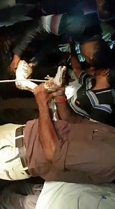 Live Today my village rampara gir good job sir save #python thanks #forest | Gir Lion-National Park