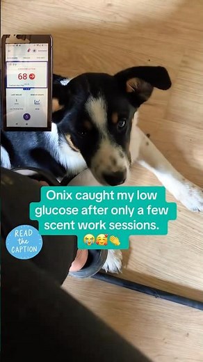Diabetic Alert Dog Training for Beginners #diabeticalertdog #t1d #t1dmom #scentwork