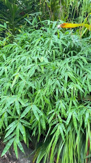 274 reactions · 68 comments | New artwork alert ✨ These dragonfly...