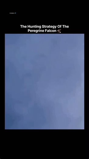 𝗂𝗇𝗇𝗈𝗏𝖺𝗍𝖾.𝗂𝗈 on Instagram: "The video illustrates the peregrine falcon's stoop diving technique, featuring footage of the bird ascending to high altitudes before tucking its wings to achieve speeds up to 390 kilometers per hour. It details the falcon's adaptations, such as streamlined body positioning, rudder-like wing adjustments, sharp vision for detecting prey movement, and talon strikes that incapacitate targets. Originally uploaded on December 20, 2025, the content has garnered 6,2