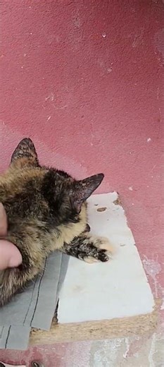 The shelf now belongs to the cats! 🐱🐱🤣🤣 #cats #catlife