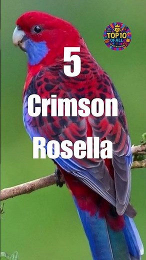 10 Most Beautiful & Brightest Red Birds in the World