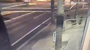 53K views · 420 reactions | WATCH: A wild javelina was seen roaming the barren streets of downtown Phoenix last night! More wildlife could be seen in the city as the stay-at-home order continues. Read more: https://bit.ly/2JVCGkl | 12News | Facebook