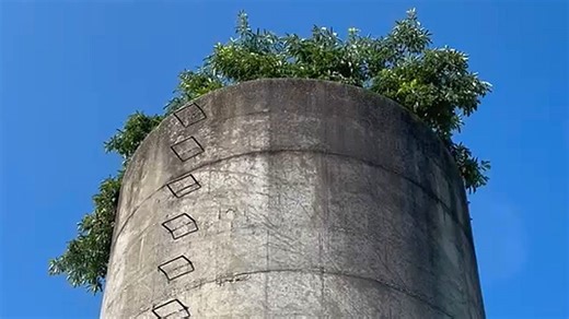 Homem descobre árvore que cresceu desde o solo dentro de silo