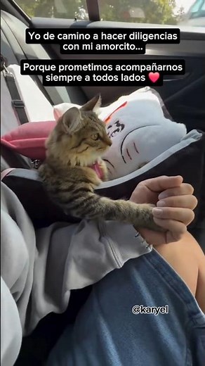 Sin mi amorcito no se sale! 🚫🧐🤣 #gatos videos graciosos #gatitos #humor #risa #shorts videos de risa