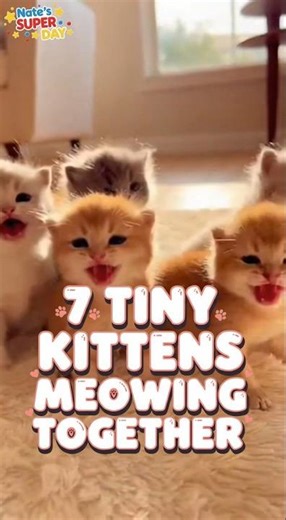 Tiny Kittens Meowing Together | Nate's Super Day | #cat #funny #viral