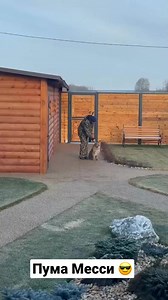 27K views · 1.1K reactions | Puma performs a snake #pumbacaracal #animal #wild #forest #animallover #love #reels #reelsvideo #trend #viral #fyp #trendingnow #trendingreels #pet #petlover #reels2024 #foryou #best #bestvideos | PumbaCaracal | Facebook