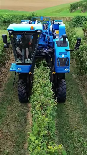The Machine That Shakes Grapes Off Vines With Zero Damage!#GrapeHarvester#VineyardTech #FarmMachinery#ModernFarming#AgInnovation | machinemight