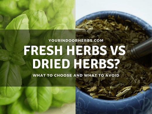 Fresh vs Dry Herbs: Conversion Ratio - Which One is Better and Stronger? | Your Indoor Herbs and Garden