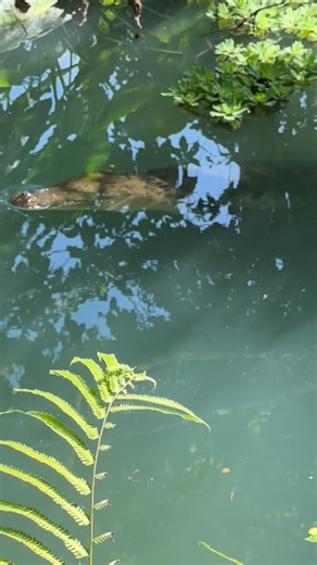 13K views · 1.3K reactions | What an absolute privilege to live this close to wild Saltwater Crocodiles. 﫶 Avo Lafaek (Grandfather Crocodile) in Timor Leste | Wildman Adventures | Facebook
