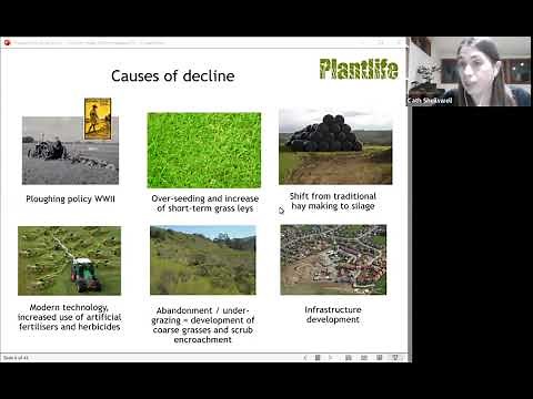 How to make a mini-wildflower meadow in your park or garden