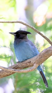 94 reactions | Blue Jay (Cyanocitta cristata), a highly intelligent...