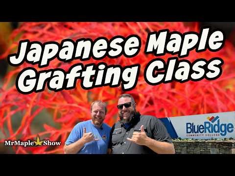 Japanese Maple Grafting Class With Blue Ridge Community College | MrMaple Japanese Maples