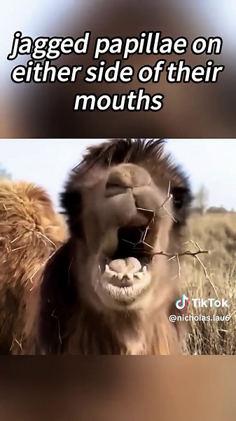 Why Do Camels Eat Cactus? The Surprising Truth Revealed