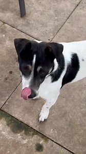 4.7K views · 115 reactions | LUCAS"- ADOPTED!! Rehoming No...