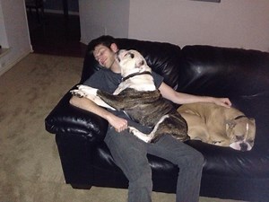 Olde English Bulldogges in Texas