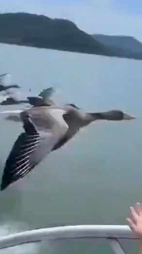 3.4K views · 43 reactions | Geese Flying Miracle | Autumn Ingram | Facebook