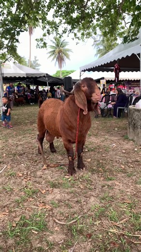 Tando hadir ✅#fypシ #jiwaternak #gilomero🤣 #penternakmuda #penternakkampung #kalahari @I5EYY @AIDILL @₦₳FI$ @B 0 B @haiqal @Aliffimran @RuminanStall