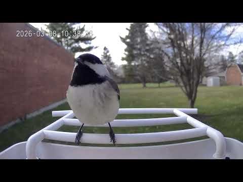 Carolina Chickadee with Peaceful Sounds