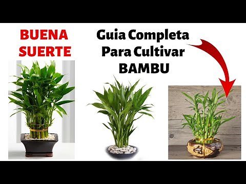 ¿Como Cultivar Bambu En Casa? | Cuidados y Reproduccion