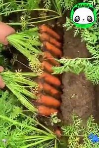 45K views · 128 reactions | Alligator crawling on street, raptor flying on dune...and more to watch  | Free life | Facebook