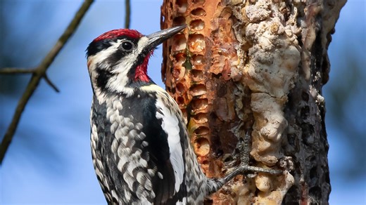 The fascinating life of the yellow-bellied sapsucker