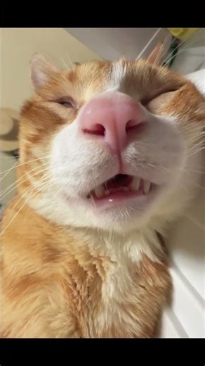 Cat Sleeping with Funny Sound 😂 | Cutest Snoring Cat Ever! #Shorts #funny