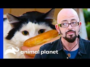 Obese Cat Won't Stop Begging For Junk Food | My Cat From Hell